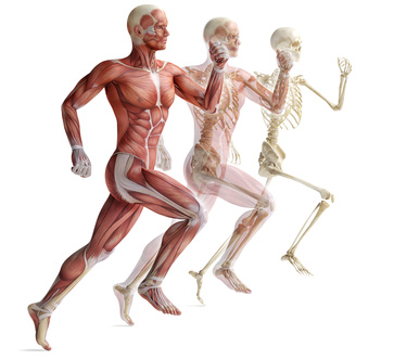 Muskeln und Knochen